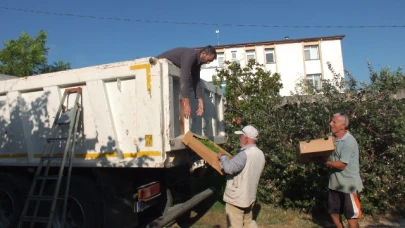 Burhaniye de Stevia fidesi sevkiyatına başlandı