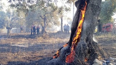 Edremit'te yangında 123 zeytin ağacı alev alev yandı