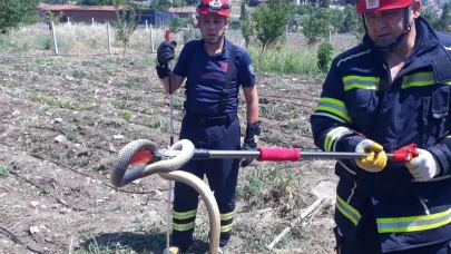 Konteynerde yılan paniği