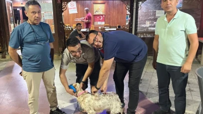Havran’da toplu kuduz aşısı uygulaması gerçekleştirildi