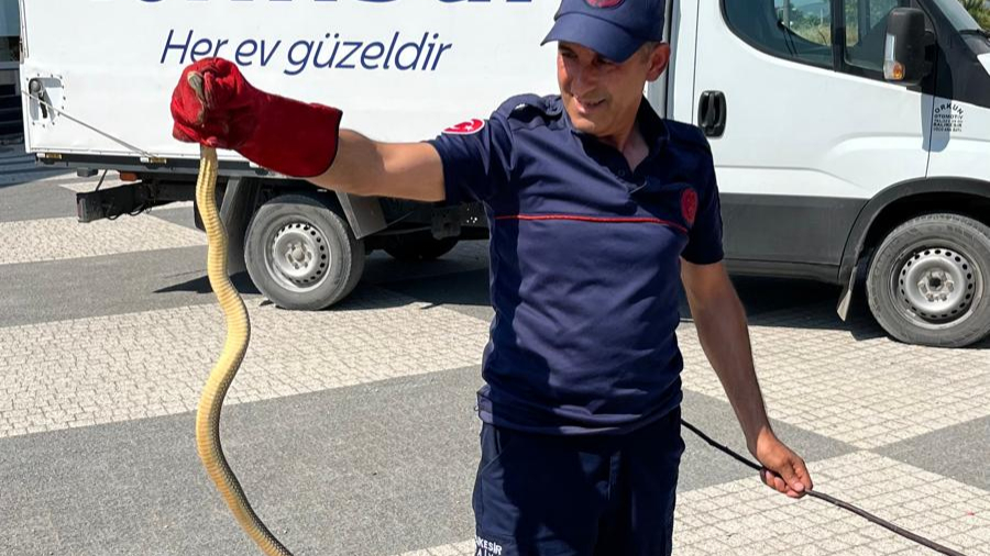 Balıkesir Gönen'de araçtan yılan çıktı!