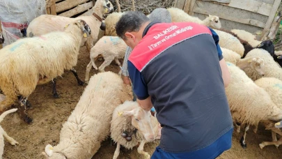 Balıkesir’de hayvan sağlığına yönelik aşılama ve küpeleme çalışmaları devam ediyor