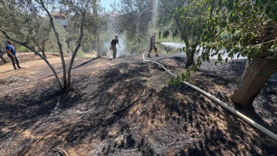 Balıkesir Altınoluk’ta zeytin ağaçları cayır cayır yandı