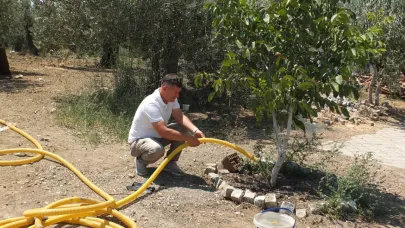 Burhaniyeli çiftçi oturduğu caddeyi meyve ağaçları yeşillendirdi