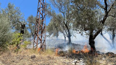 Edremit'te zeytinlik alan alevlere teslim oldu