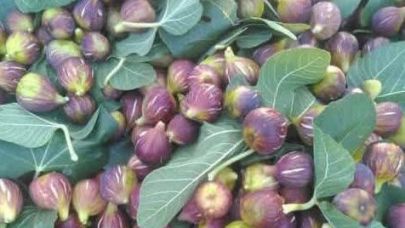 Havran'da incir sezonu açıldı