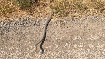 Havran'da yılan ve kartal arasında korku dolu anlar