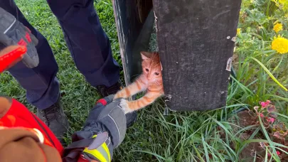 Edremit'te kedi reklam tabelasının içinde mahsur kaldı