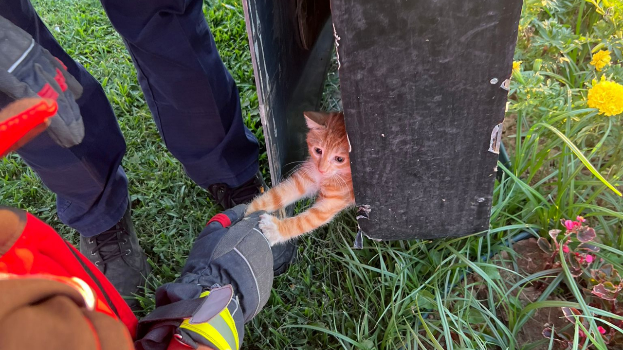 Edremit'te kedi reklam tabelasının içinde mahsur kaldı