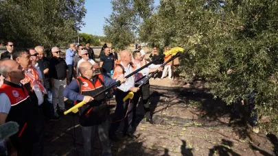 Ayvalık’ta Yılın İlk Zeytin Hasadı Yapıldı