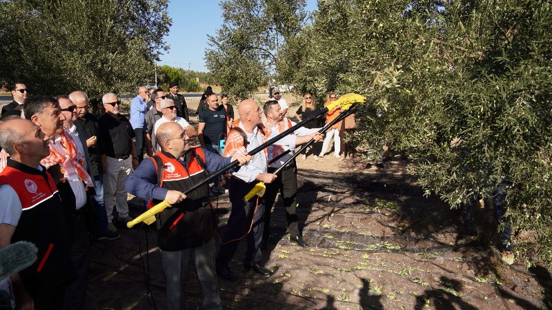 Ayvalık’ta Yılın İlk Zeytin Hasadı Yapıldı