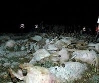 YILDIRIM ÇARPMASI SONUCU 29 KOYUN TELEF OLDU