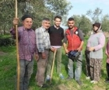 Zeytinlerde budama zamanı