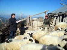 AYVALIK’TA MİNİK YELKENCİLERİN BAŞARI BELGESİ HEYECANI