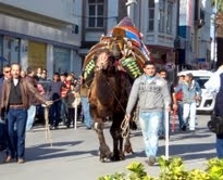 HAVUT GİYEN DEVELER, GÜREŞLERİ BEKLİYOR