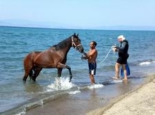 AYVALIK'TA AT OTEL