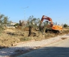 Edremit’te ağaçlar kesilmiyor, taşınıyor
