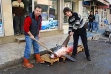 KAMÇI CİNSİ KÖPEK BALIĞI YUNANİSTAN’A GÖNDERİLECEK