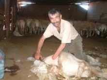 ENGELLİ VATANDAŞ, ARANAN KOYUN KIRKICISI OLDU