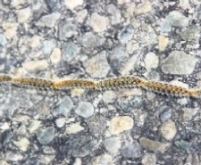 Kazdağları’nda biyolojik savaş başladı