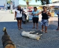 Sıcaktan Fenalaşan Sokak Köpeği Vatandaşlar Sayesinde Hayata Döndü