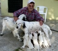 ŞİLA KÖPEK BİR BATINDA 12 YAVRU DOĞURDU