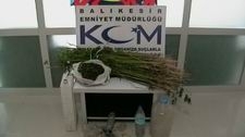 EDREMİT'TE HİNT KENEVİRİ OPERASYONU