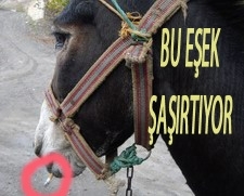 TİRYAKİ EŞEK