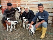 BEŞİZ DOĞURAN KARAGÖZ SAHİBİNİ SEVİNDİRDİ