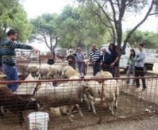 KURBAN SATICILARI UMDUĞUNU BULAMADI