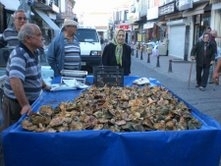 AYVALIK’TA ÇAM MANTARI SATIŞI YASAKLANDI