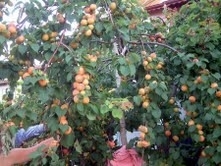 BURHANİYE’DE KAYISI BEREKETİ