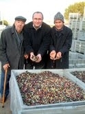 BURHANİYE’DE ZEYTİN BEREKETİ
