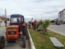 AYVALIK BELEDİYESİ’NDEN 2 BİN GÜL  