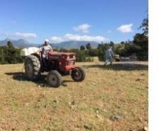 HAVRAN’DA ÇEKİRGE ALARMI