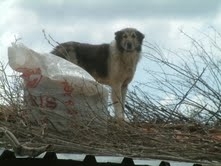 ÇATIDAKİ KÖPEĞİN SANSAR NÖBETİ