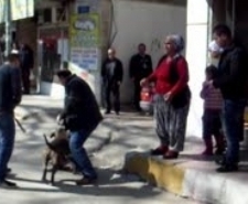 EDREMİT'TE PİTBULL EVCİL KÖPEĞİ PARÇALIYORDU