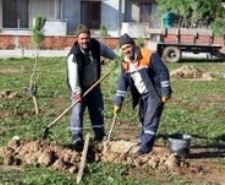 FISTIKÇAMI GÜZELLİĞİ