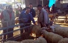 AK PARTİ MİLLETVEKİLİ KURBAN PAZARINI GEZDİ