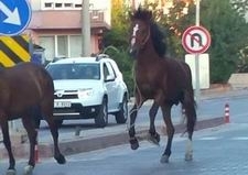 Edremitte atlar trafikte şahlanarak gidiyor