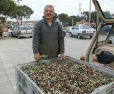 ZEYTİNDE İLAÇLAMA YAĞDA KALİTEYİ ARTTIRDI