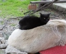 BURHANİYE’ DE KEDİLERLE DOST OLAN KÖPEK İLGİ ODAĞI OLDU