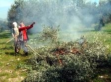 ZEYTİNLERDE BAKIM ZAMANI