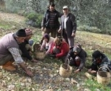 ZEYTİN HASADININ SONUNA GELİNDİ