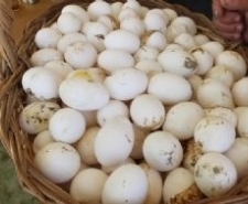 KÖY YUMURTASI İLGİ GÖRDÜ