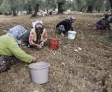 AKDENİZ ZEYTİNYAĞINDA “BENDE VARIM” DEDİ