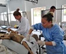 EDREMİT’TE SOKAK HAYVANLARINA ŞEFKAT ELİ
