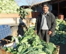 BURHANİYE’DE KARNABAHAR ÜRETİCİNİN ELİNDE KALDI