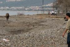 BÖYLE DANA GÖRÜLMEDİ