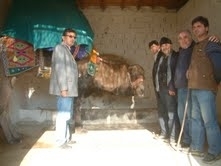 DEVENİN ALTINA HALI SERDİ